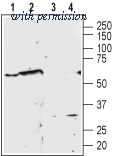 Alomone Labs AAR-015 image 1