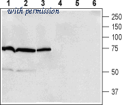 Alomone Labs AAR-023 image 1