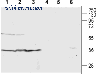 Alomone Labs AAR-032 image 1
