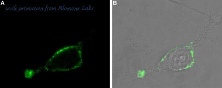 Alomone Labs AAR-043-AG image 1