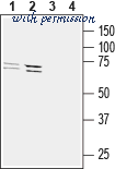 Alomone Labs AAR-043-AG image 2