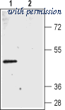Alomone Labs ABC-002 image 1