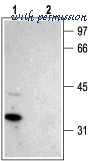 Alomone Labs ACC-012 image 2