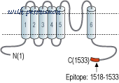 Alomone Labs ACC-041 image 2