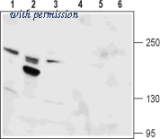 Alomone Labs ACC-046 image 1