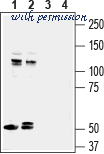 Alomone Labs ACC-046 image 3