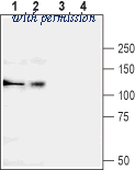 Alomone Labs ACC-103 image 1