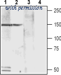 Alomone Labs ACC-104 image 1