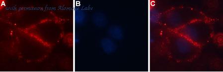 Alomone Labs ACC-104 image 3