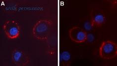 Alomone Labs ACC-104-AR image 1