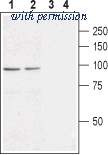 Alomone Labs ACC-105 image 1