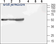 Alomone Labs ACC-106 image 1