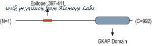 Alomone Labs ACC-106 image 3
