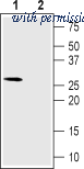 Alomone Labs ACC-112 image 1