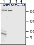 Alomone Labs ACC-116 image 1