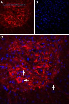 Alomone Labs ACC-116-AR image 1
