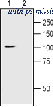 Alomone Labs ACC-118 image 1