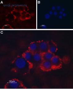 Alomone Labs ACC-118 image 3