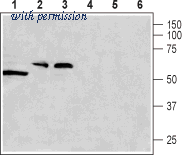 Alomone Labs ACC-125 image 1