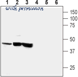 Alomone Labs ACC-322 image 2