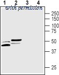 Alomone Labs ACC-323 image 1
