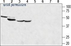 Alomone Labs ACC-328 image 1