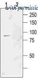 Alomone Labs ACL-002 image 1