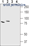 Alomone Labs ACL-008 image 1
