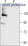 Alomone Labs ACL-011 image 1