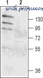 Alomone Labs ACL-011 image 2