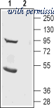 Alomone Labs ACL-012 image 1