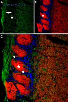 Alomone Labs ACL-012 image 2