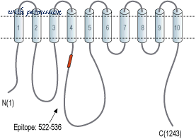 Alomone Labs ACP-002 image 2