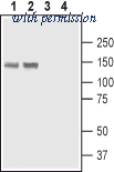 Alomone Labs ACP-004 image 1