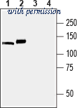 Alomone Labs ACP-014 image 1