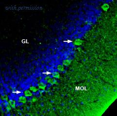 Alomone Labs ACP-014 image 2