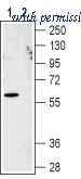 Alomone Labs ACR-011 image 1
