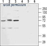 Alomone Labs ACR-012 ͼ 1