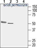 Alomone Labs ACR-033 image 1