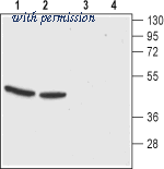 Alomone Labs ACR-042 image 1