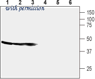 Alomone Labs ACR-050 image 1
