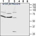 Alomone Labs ACR-051 image 1