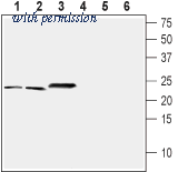 Alomone Labs ACS-001 image 1