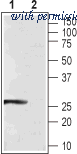 Alomone Labs ACS-004 image 1