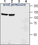 Alomone Labs AER-011 image 1