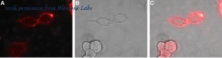 Alomone Labs AER-021 image 3