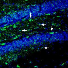 Alomone Labs AER-032 image 2