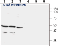 Alomone Labs AER-050 image 1
