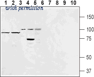 Alomone Labs AER-051 ͼ 1