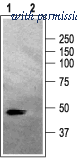 Alomone Labs AGA-002 image 1